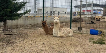 İpsala Sınır Kapısı’nda minibüste cins hayvanlar ele geçirildi