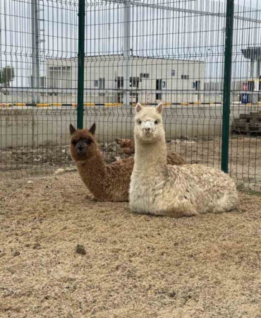 İpsala Sınır Kapısı’nda minibüste cins hayvanlar ele geçirildi