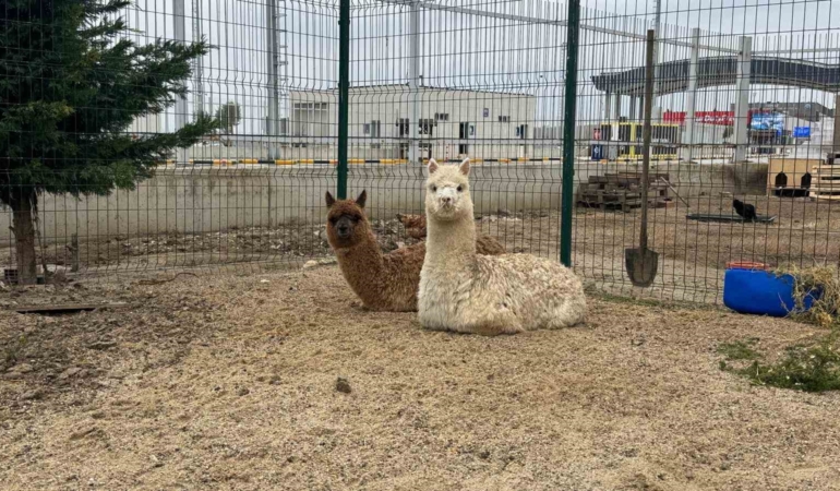 İpsala Sınır Kapısı’nda minibüste cins hayvanlar ele geçirildi