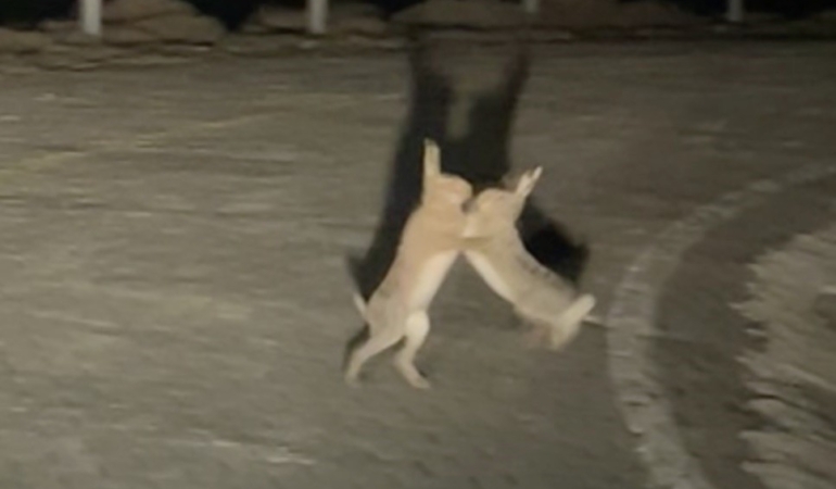 Anlaşamayan tavşanlar birbirine girdi