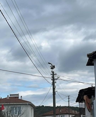 Gönen Dereköy’de leylek yapay yuvayı reddetti, eski yerine dönmek istiyor