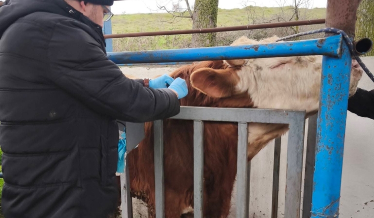 Hayvancılık işletmelerinde sağlık taraması yapıldı