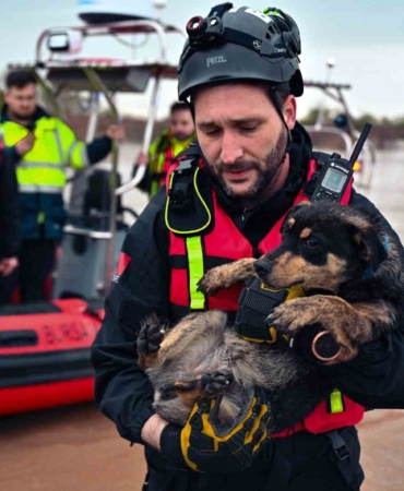 Sular altında kalan bağ evinde mahsur kalan iki köpeği belediye ekipleri kurtardı