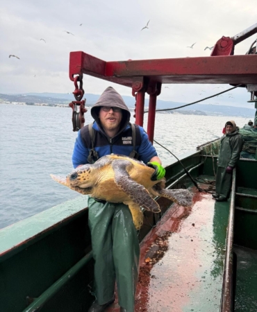 Gelibolu açıklarında ağlara takılan caretta caretta denize geri salındı
