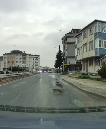 Yoldan geçerken arabanın altında kalan kedi koşarak kaçtı: O anlar araç kamerasına saniye saniye yansıdı