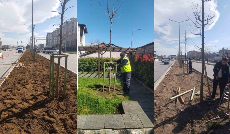 Bursa’nın 700 yıllık mirası 700 çınarla kök salıyor