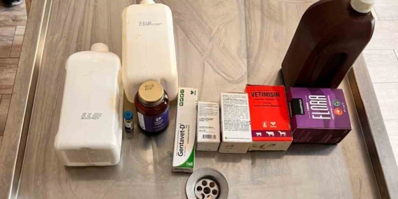 Açlıktan birbirini yiyen köpeklerin bakıldığı barınakta birçok ilacın tarihinin geçtiği belirlendi