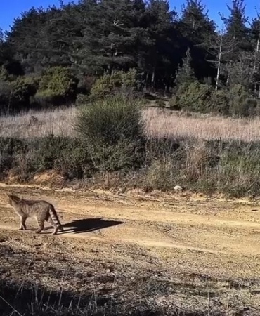 Tekirdağ’da doğanın hayaleti görüntülendi: Dağ Kedisi fotokapanda