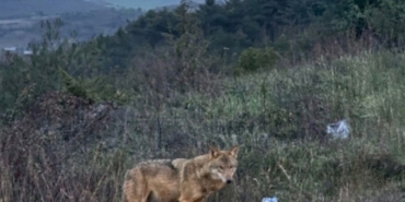 Bilecik’te insanlardan kaçmayan kurt