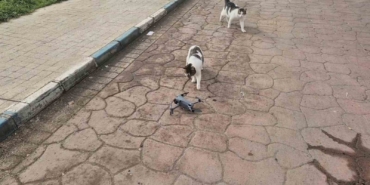 Kediler dronu fare sandı, ortaya renkli görüntüler çıktı