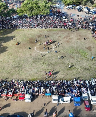 Burhaniye’de deve güreşleri Pelitköy sahasında yapılacak