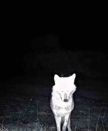 Kurt, çakal, karaca ne ararsan var, yaban kedisi bile var