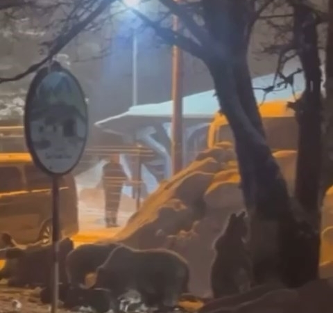 Uludağ’da kış uykusundan uyanan ayı ailesi yemek için Sarıalan’a indi
