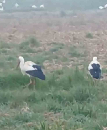Baharın müjdecisi leylekler: Yüzlercesi aynı anda konakladı