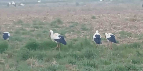 Baharın müjdecisi leylekler: Yüzlercesi aynı anda konakladı