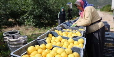 TÜİK’e göre limonda üretici fiyatları yıllık yüzde 410 yükseldi