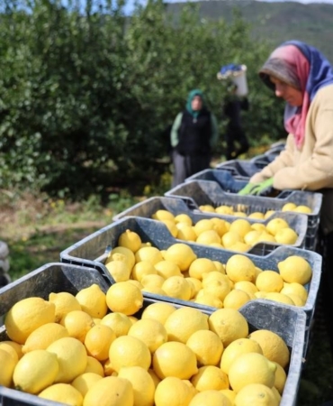TÜİK’e göre limonda üretici fiyatları yıllık yüzde 410 yükseldi