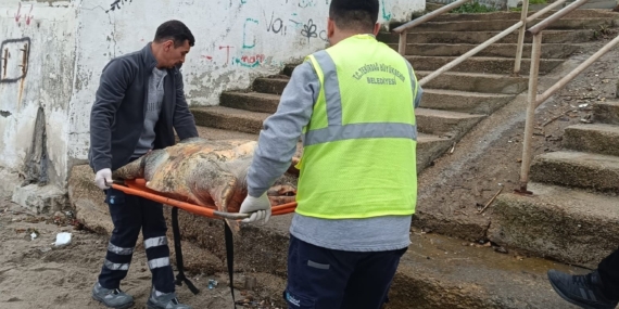 Tekirdağ sahiline ölü caretta caretta vurdu