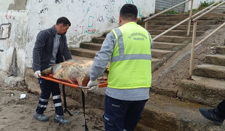 Tekirdağ sahiline ölü caretta caretta vurdu