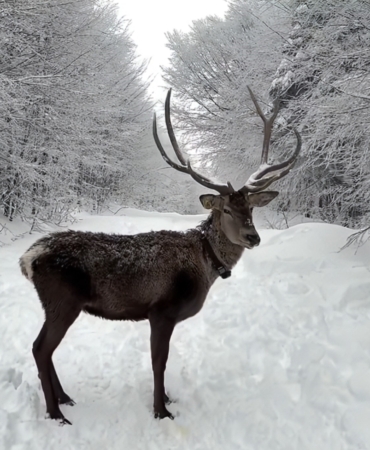 Kuzuyayla’da tatilcilere kar ve kızıl geyik sürprizi