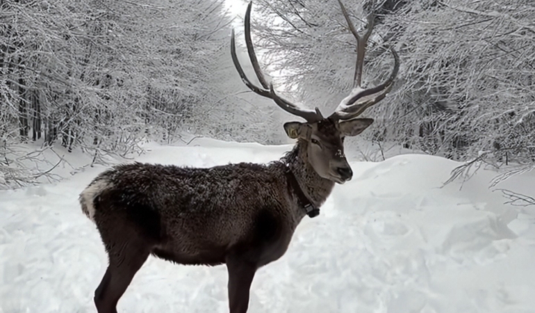 Kuzuyayla’da tatilcilere kar ve kızıl geyik sürprizi