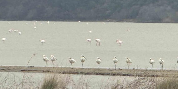Eceabat Kaymakamı Kerem Yenigün’den Suvla Bölgesinde Doğa İncelemesi