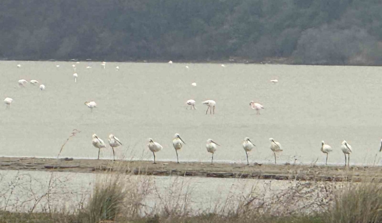 Eceabat Kaymakamı Kerem Yenigün’den Suvla Bölgesinde Doğa İncelemesi