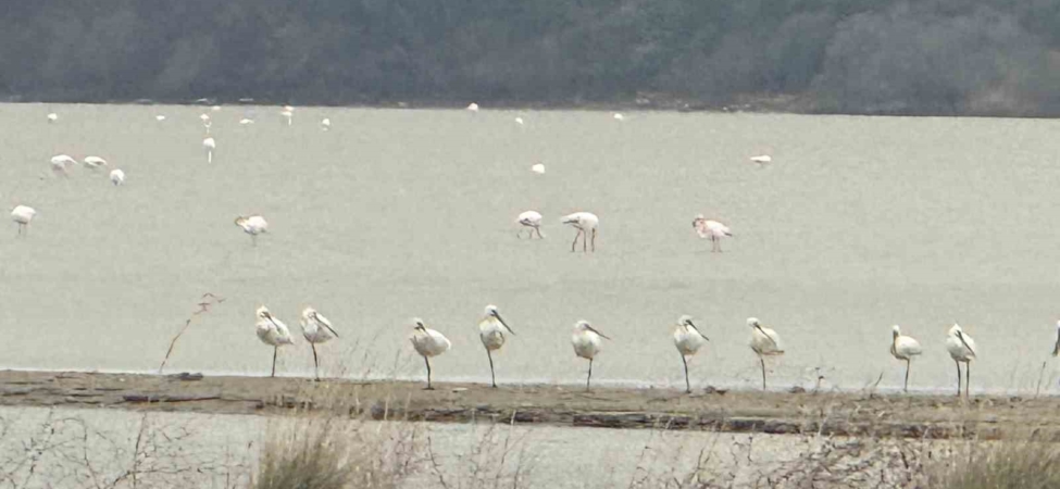 Eceabat Kaymakamı Kerem Yenigün’den Suvla Bölgesinde Doğa İncelemesi