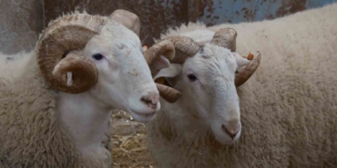 Türkiye’nin en değerli koçları rekor fiyatlara satılıyor