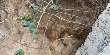 Fidan dikimi sırasında insan kafatası ve kemik parçaları bulundu