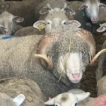 Milyonluk koçun kuzuları için bugünden sıraya girdiler