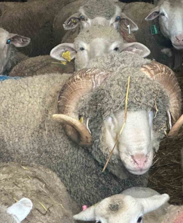 Milyonluk koçun kuzuları için bugünden sıraya girdiler