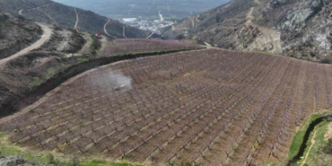 Siyahların ardında açan pembe şeftali çiçekleri