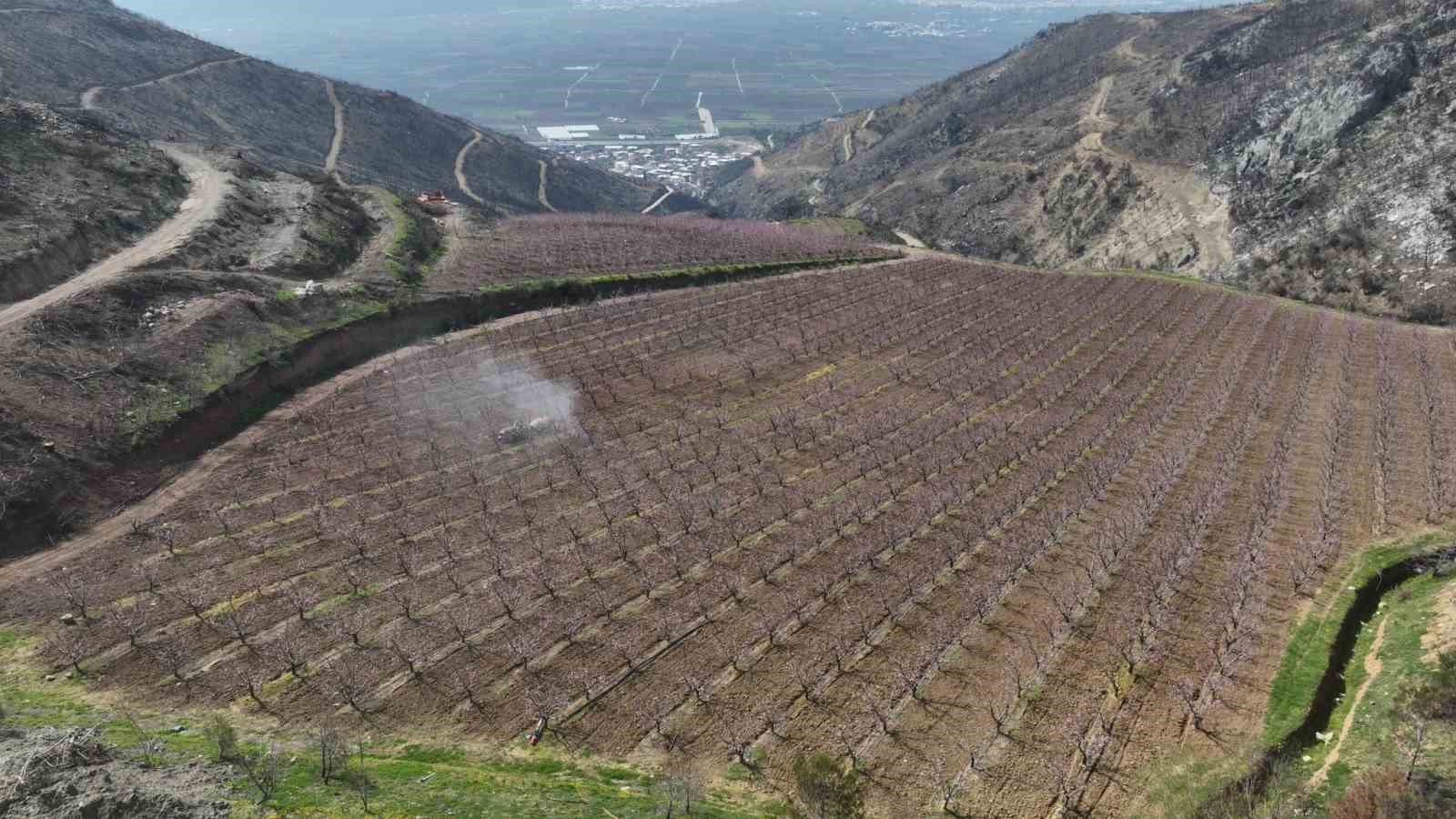 Siyahların ardında açan pembe şeftali çiçekleri