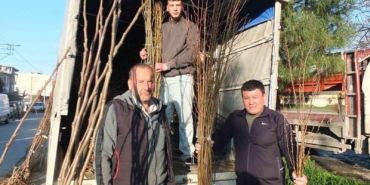 Burhaniye’de meyvecilik gelişiyor