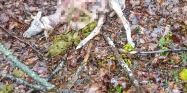 Sürüye kurt saldırdı: 18 koç ve 5 teke telef oldu