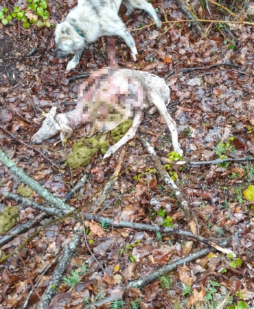 Sürüye kurt saldırdı: 18 koç ve 5 teke telef oldu