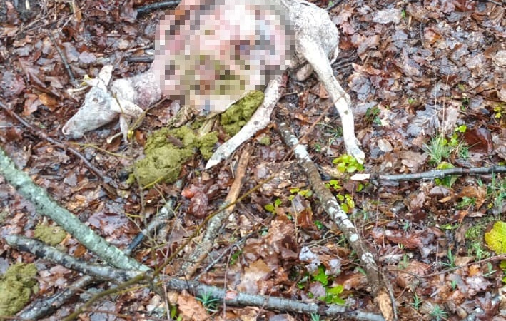 Sürüye kurt saldırdı: 18 koç ve 5 teke telef oldu