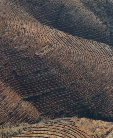 Bursa’da yanan ormanlar 8 ayda ilmek ilmek işlendi, bölge yeniden can buldu