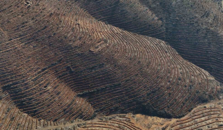 Bursa’da yanan ormanlar 8 ayda ilmek ilmek işlendi, bölge yeniden can buldu