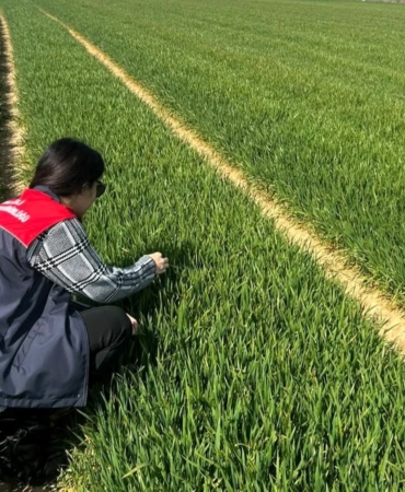 Lüleburgaz ve Pehlivanköy’de hububat tarlaları mercek altında