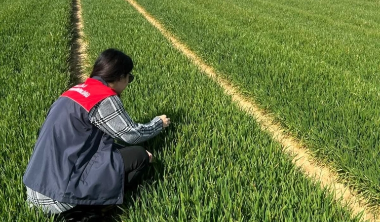 Lüleburgaz ve Pehlivanköy’de hububat tarlaları mercek altında