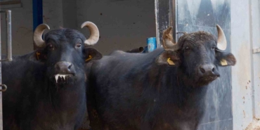 Türkiye’nin yeni manda ırkı Murana süt verimi ile dikkat çekiyor