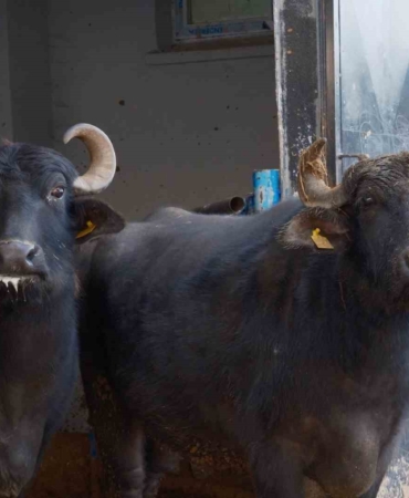 Türkiye’nin yeni manda ırkı Murana süt verimi ile dikkat çekiyor