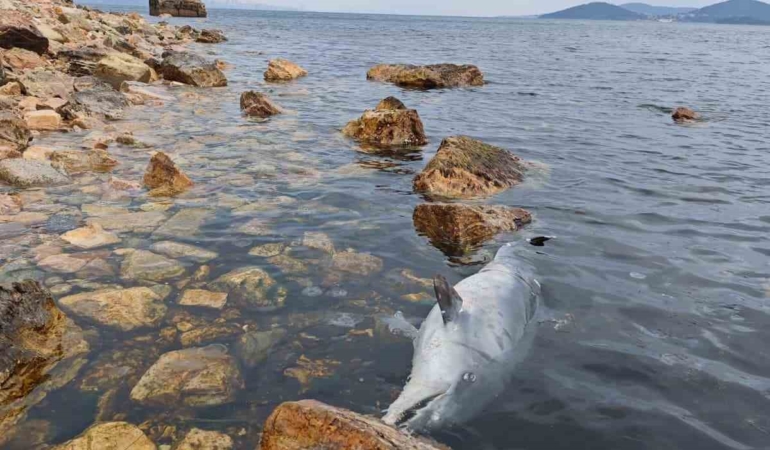 Kınalıada Sahili’nde üzücü görüntü: Ölü yunus kıyıya vurdu