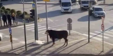 Bursa’da kaçan boğa trafiği karıştırdı, Ankara yolunda metrelerce koştu