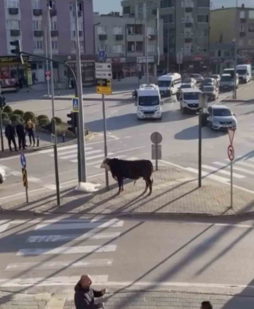 Bursa’da kaçan boğa trafiği karıştırdı, Ankara yolunda metrelerce koştu