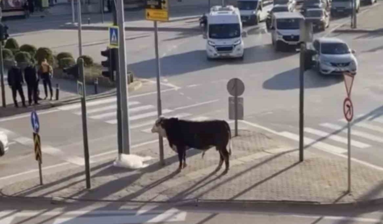 Bursa’da kaçan boğa trafiği karıştırdı, Ankara yolunda metrelerce koştu