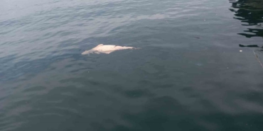 Kocaeli’de kıyıya sürüklenen ölü yunus görüntülendi