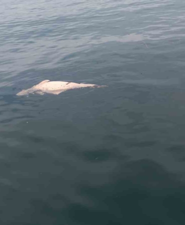 Kocaeli’de kıyıya sürüklenen ölü yunus görüntülendi